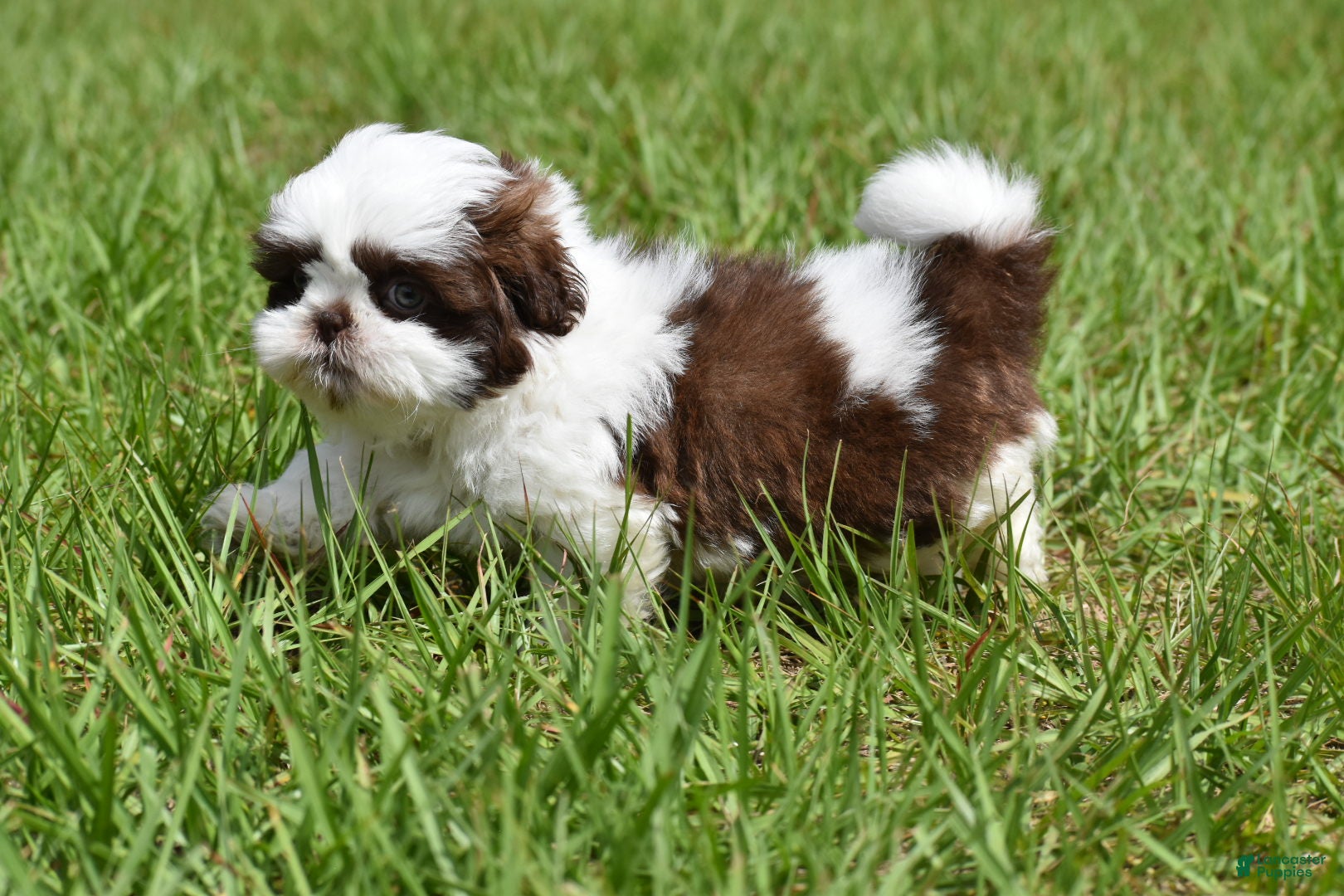 Shih Tzu dogs Shih Tzu Puppy 1 - Ad 2