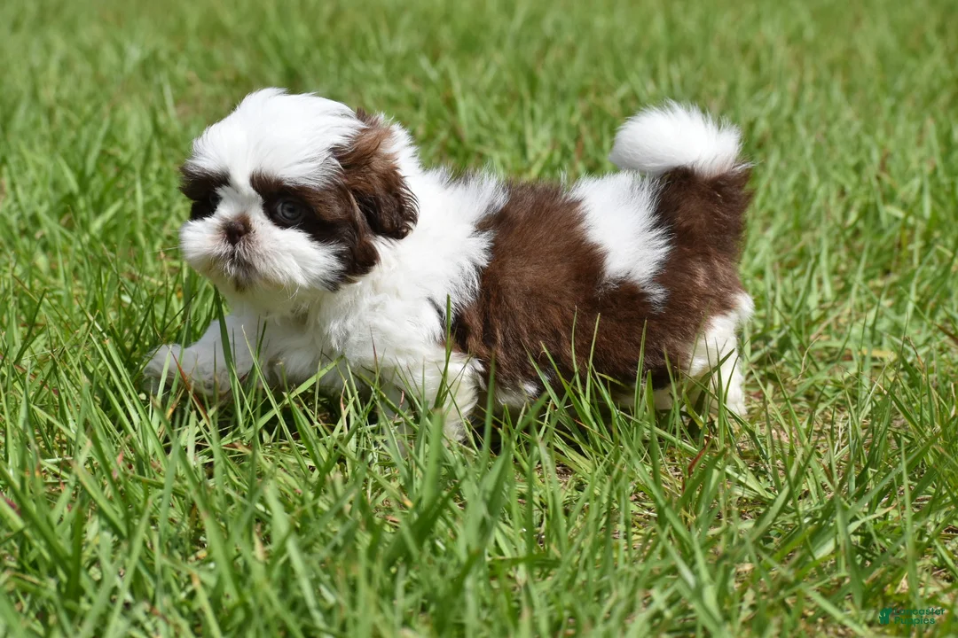 Shih Tzu dogs for sale: Shih Tzu Puppy 1 - Ad 2