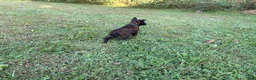 Belgian Malinois dogs for sale: Peter Parker (light blue) - Ad 5