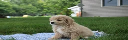 Mini Goldendoodle dogs for sale: Tara - Ad 2