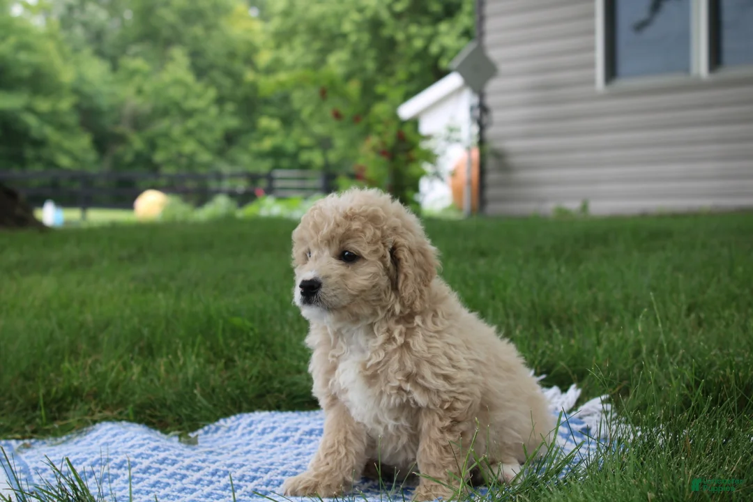 Mini Goldendoodle dogs for sale: Tara - Ad 2