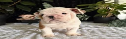 English Bulldog dogs for sale: Theo - Ad 8
