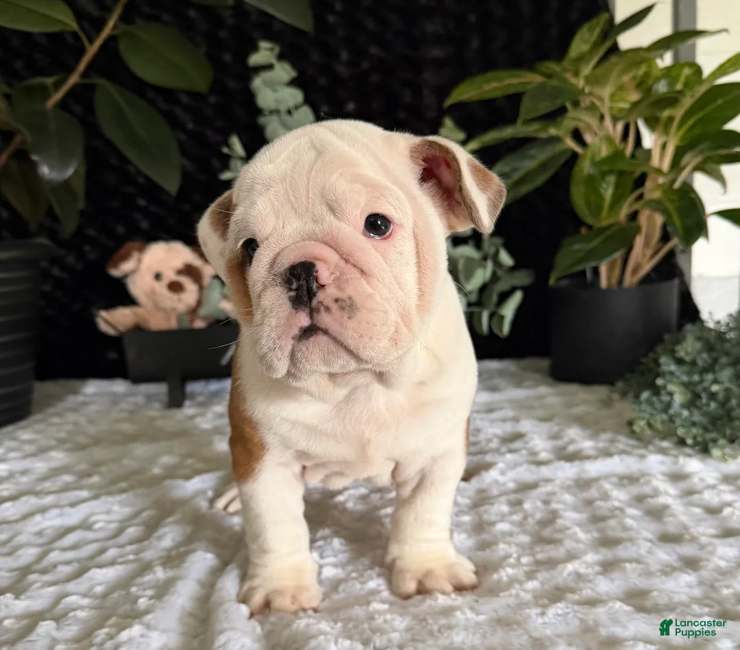 English Bulldog dogs for sale: Theo - Ad 8