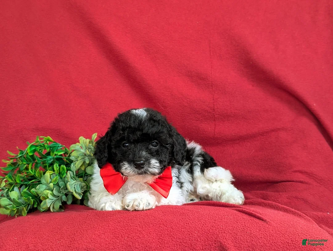 Bichpoo dogs for sale: Zeke - Ad 5