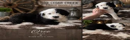 Sheepadoodle dogs for sale: Oreo - Ad 1