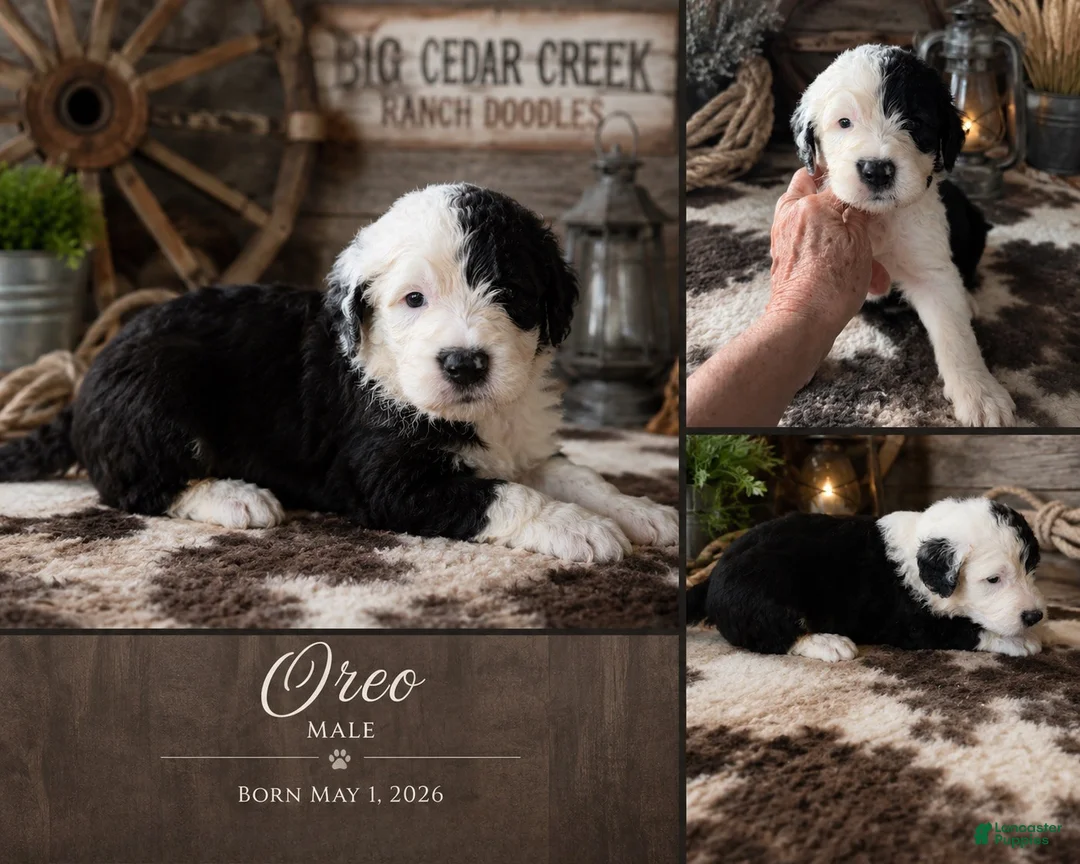 Sheepadoodle dogs for sale: Oreo - Ad 1