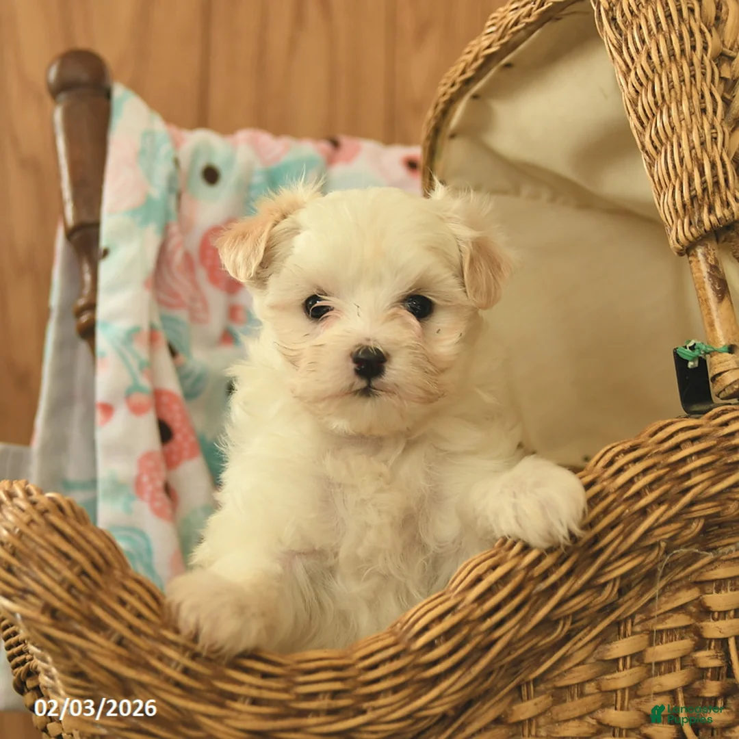 Maltipoo dogs for sale: Lulu  - Ad 3
