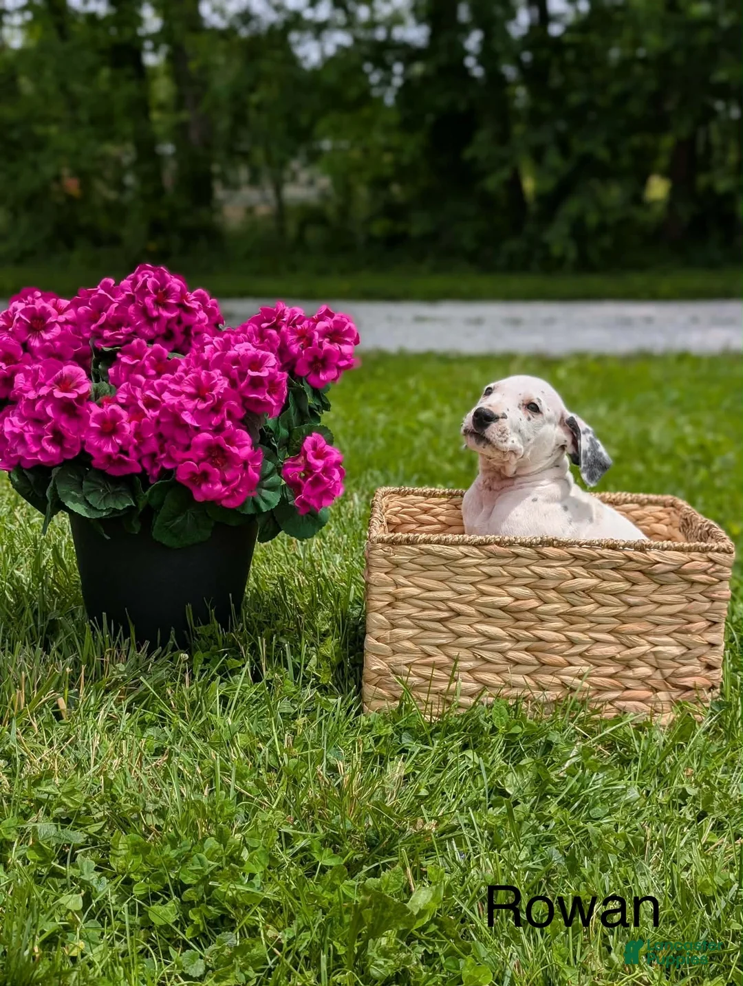 Mixed Breed dogs for sale: Rowan - Ad 2