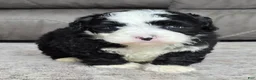 Mini Bernedoodle dogs for sale: Mini Jackie - Ad 4