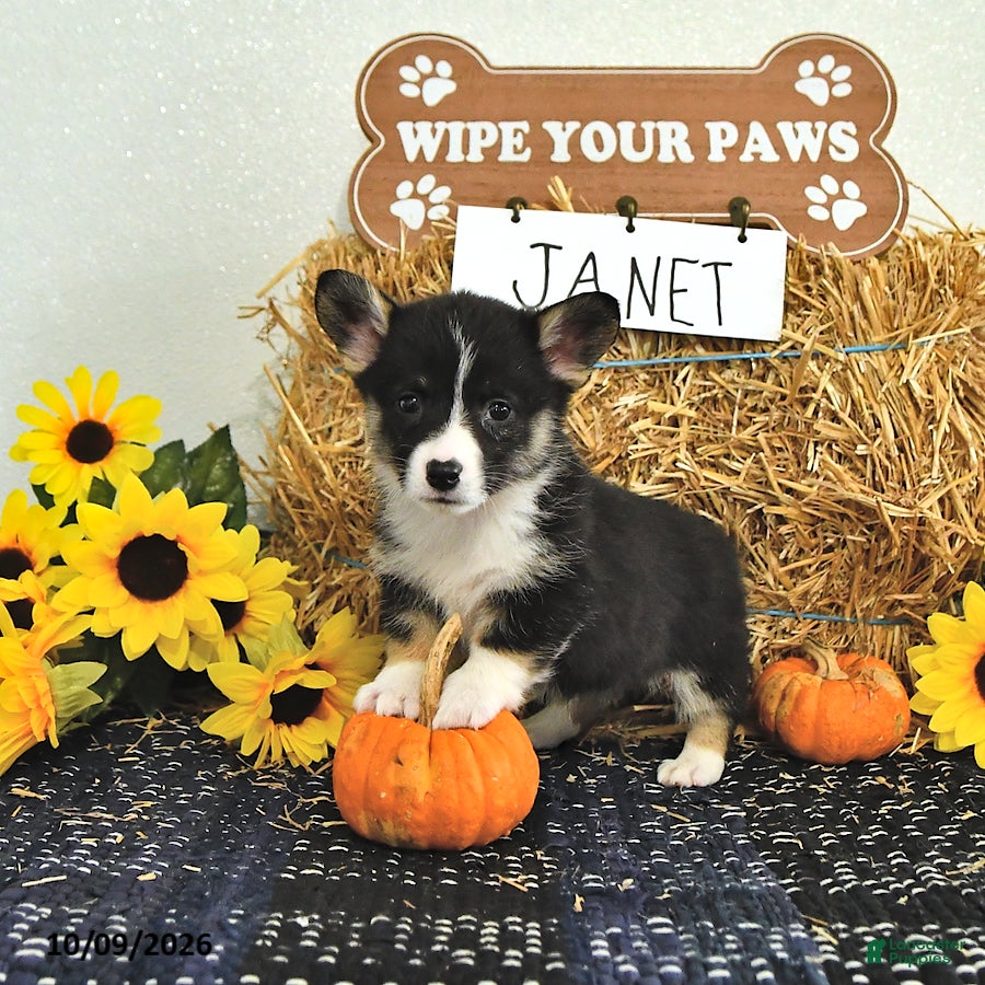 Welsh Corgi Pembroke dogs Janet - Ad 2