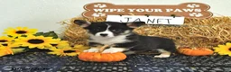 Welsh Corgi Pembroke dogs for sale: Janet - Ad 2