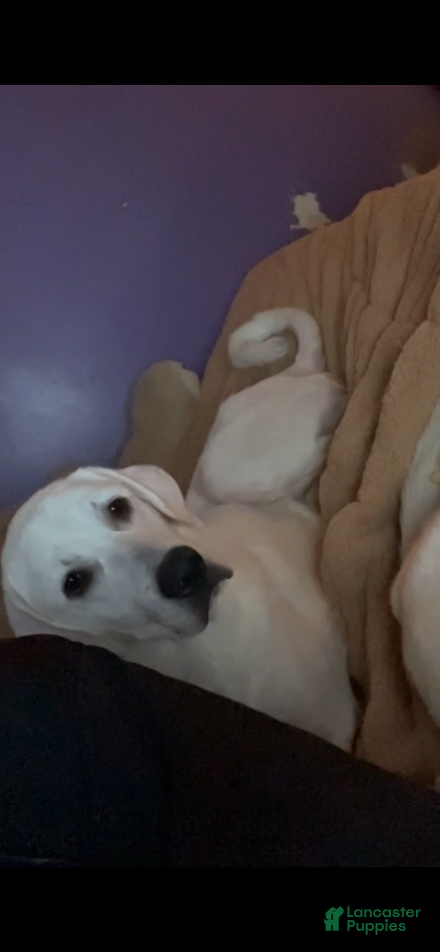 Akbash Dog
