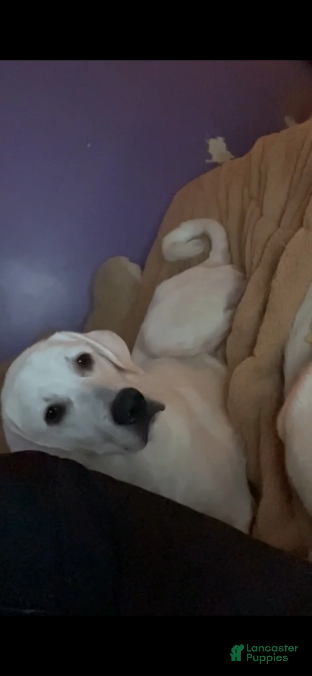 Akbash Dog dogs for sale: Akbash Dog 1 - Ad 1