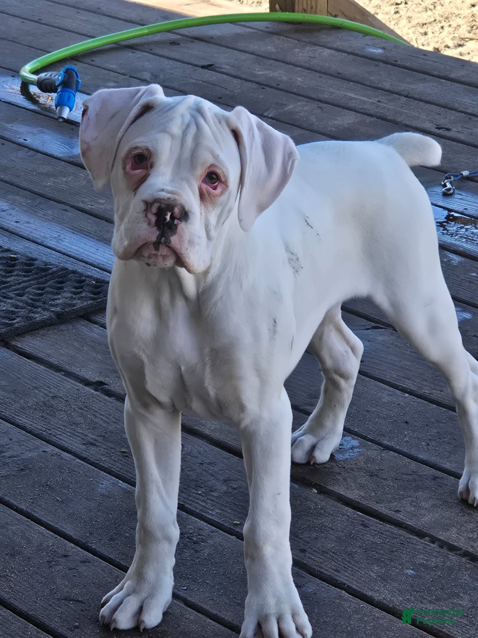 Boxer dogs Sam - Ad 1