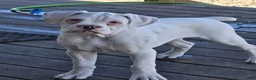Boxer dogs for sale: Sam - Ad 23