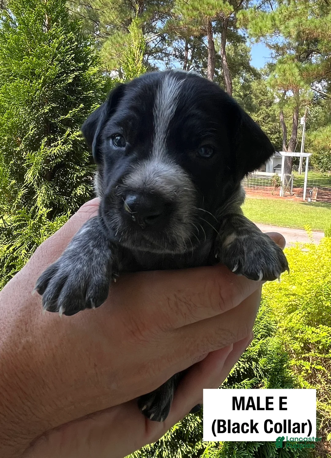 German Shorthaired Pointer dogs for sale: German Shorthaired Pointer (MALE E) - Ad 1