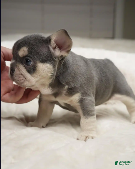 French Bulldog dogs Beast - Ad 2