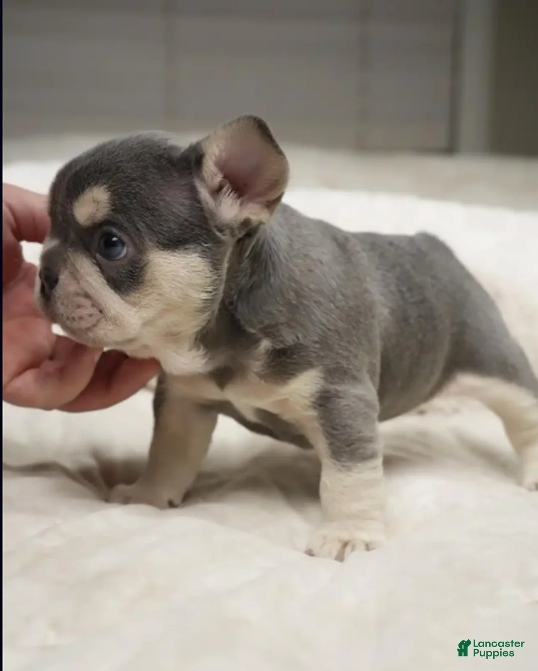 French Bulldog dogs for sale: Beast - Ad 2