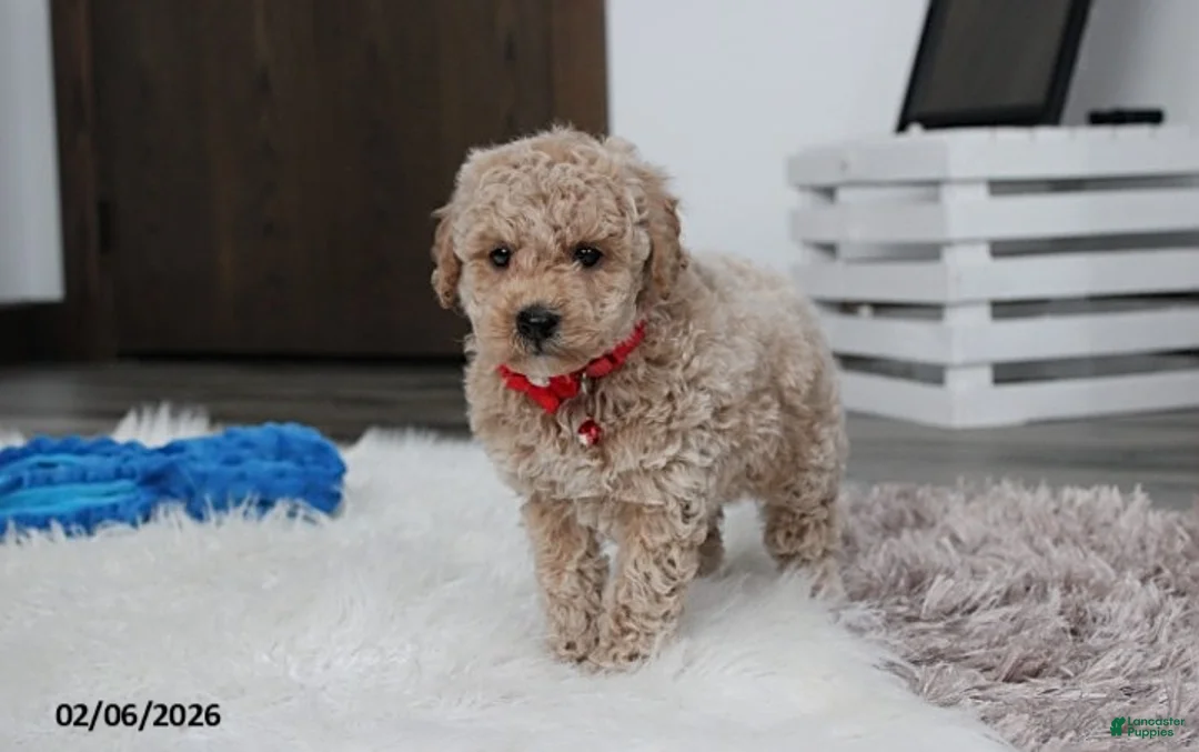 Bichpoo dogs for sale: Travis - Ad 7