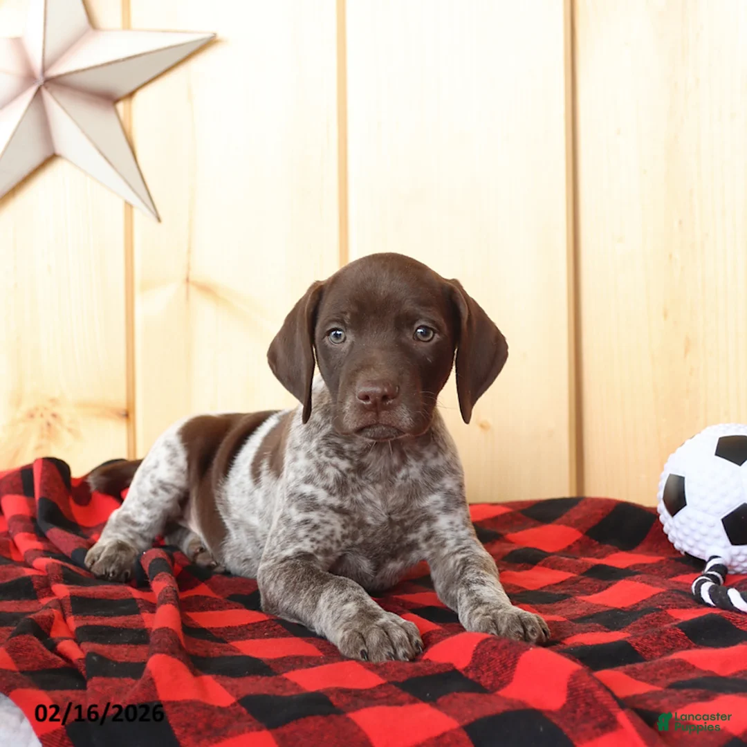 German Shorthaired Pointer dogs for sale: Brody - Ad 5