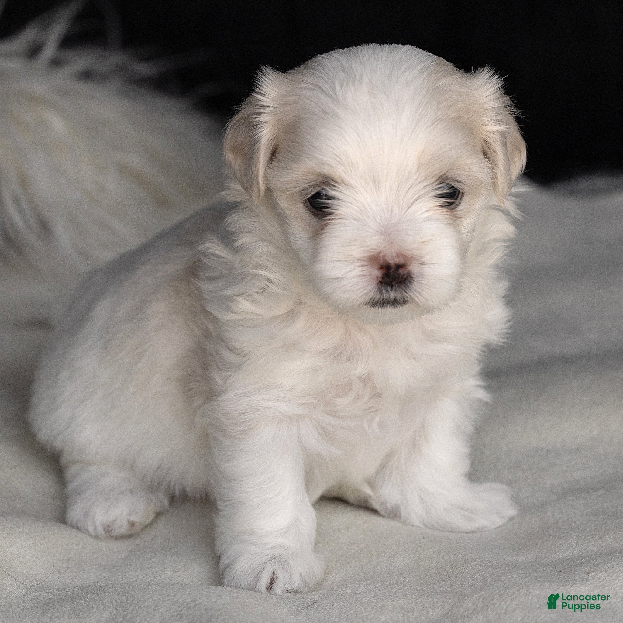 Maltese dogs Pearl Maltese  - Ad 1