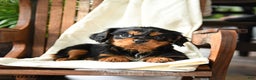 Cavalier King Charles Spaniel dogs for sale: Blueberry - Ad 1