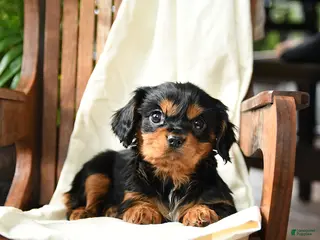 Cavalier King Charles Spaniel dogs Blueberry - Ad 9