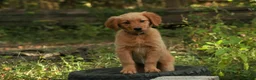 Golden Retriever dogs for sale: Amy Golden Retriever  - Ad 1