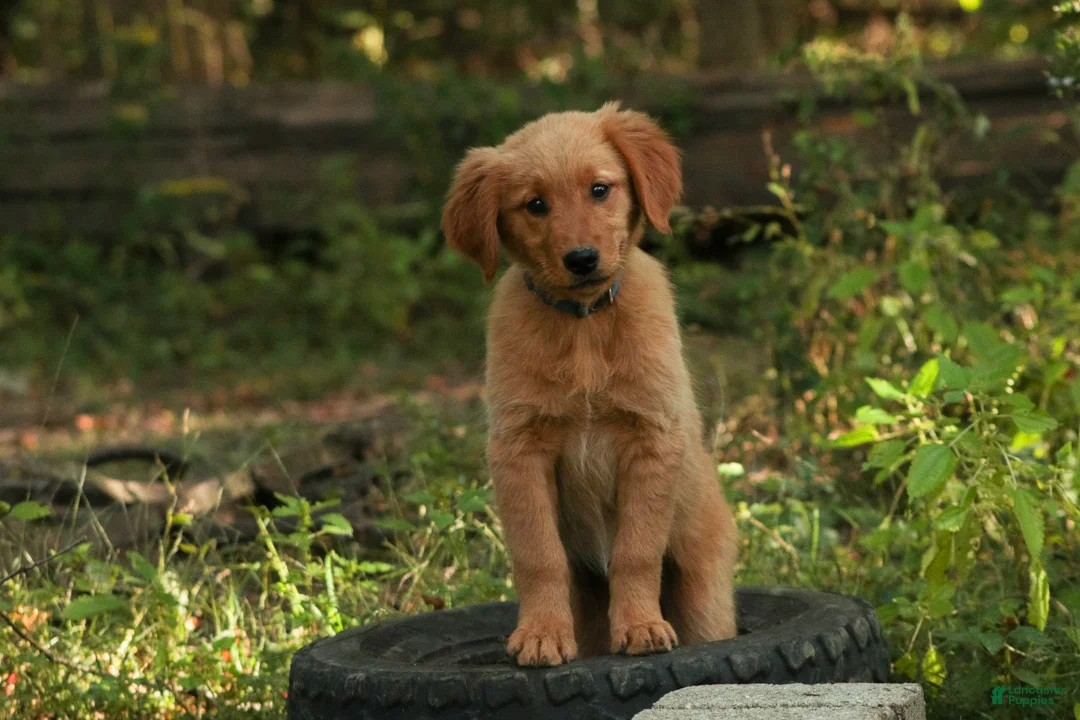 Golden Retriever dogs for sale: Amy Golden Retriever  - Ad 1