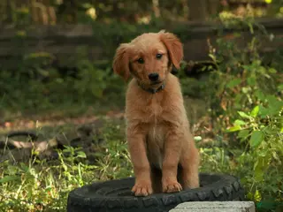 Golden Retriever dogs Amy Golden Retriever - Ad 1