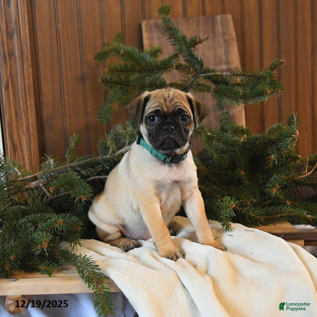 Mixed Breed dogs for sale: Sequoia - Ad 3