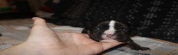 American Bully dogs for sale: Spunk - Ad 8