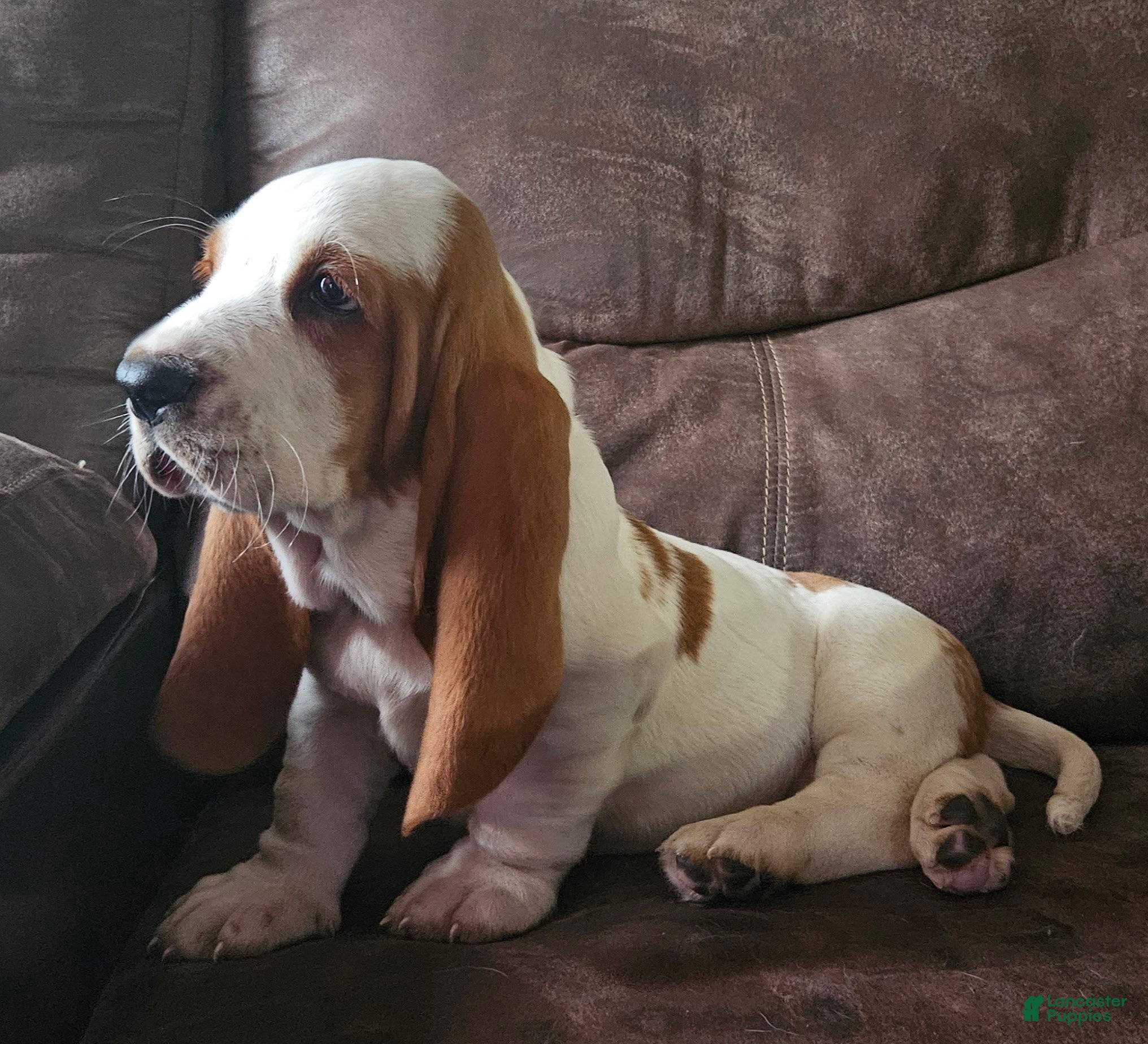 Basset Hound dogs Basset Hound Puppy 1 - Ad 1