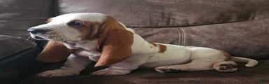 Basset Hound Puppy 1