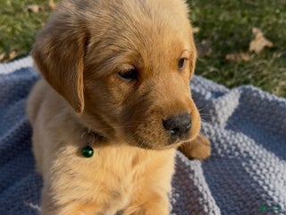 Goldador dogs Tigger - Ad 30