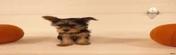 Yorkshire Terrier dogs for sale: Ruby - Ad 10