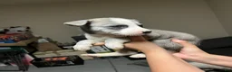 Mixed Breed dogs for sale: Mixed Breed 1 - Ad 4