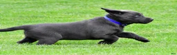 Labrador Retriever dogs for sale: Reno - Ad 7