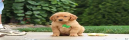 Golden Retriever dogs for sale: Moose — Your New Golden Best Friend! 🐾 - Ad 9