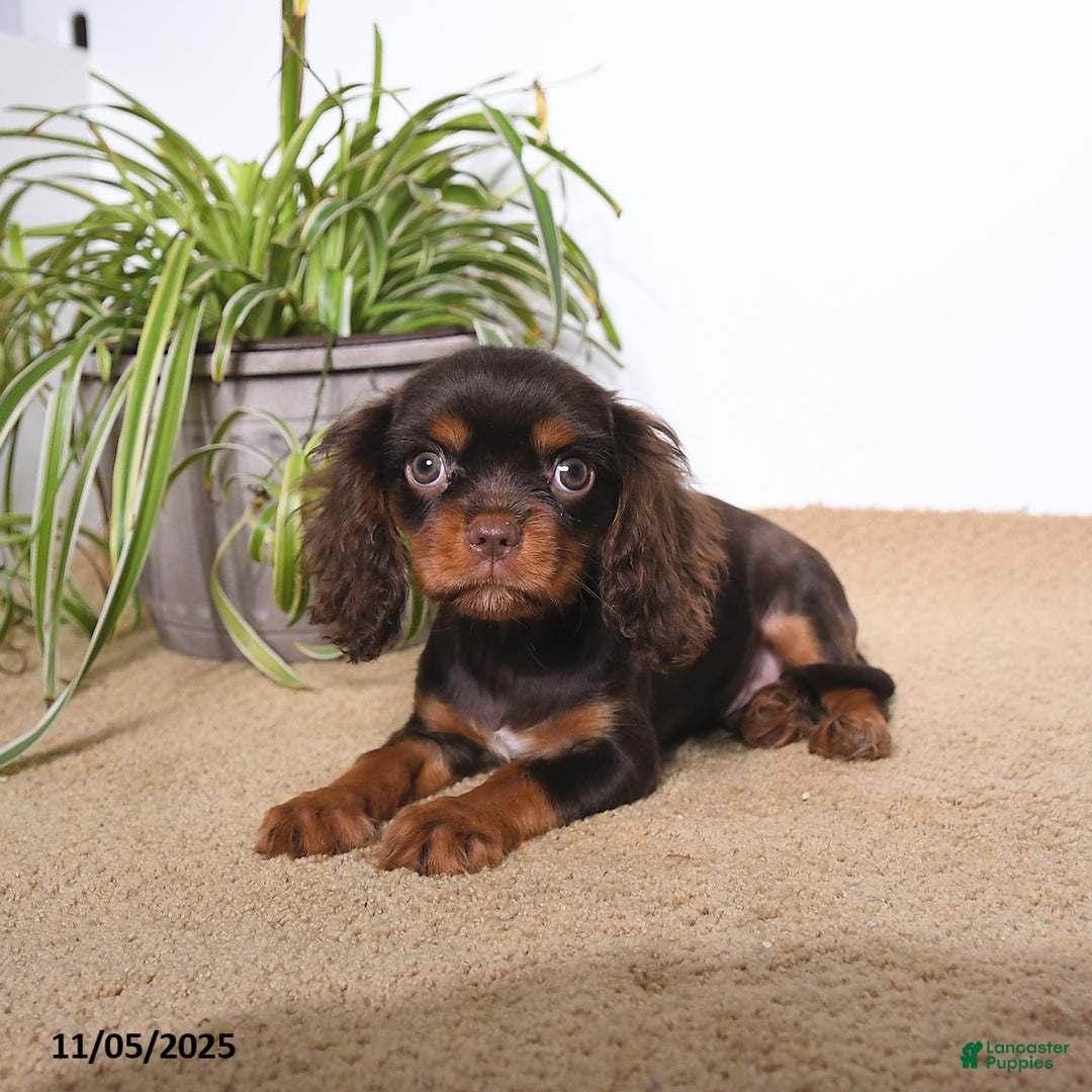 Cavalier King Charles Spaniel dogs for sale: Monty - Ad 3
