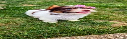 Biewer Terrier dogs for sale: Biewer Terrier 6 - Ad 3