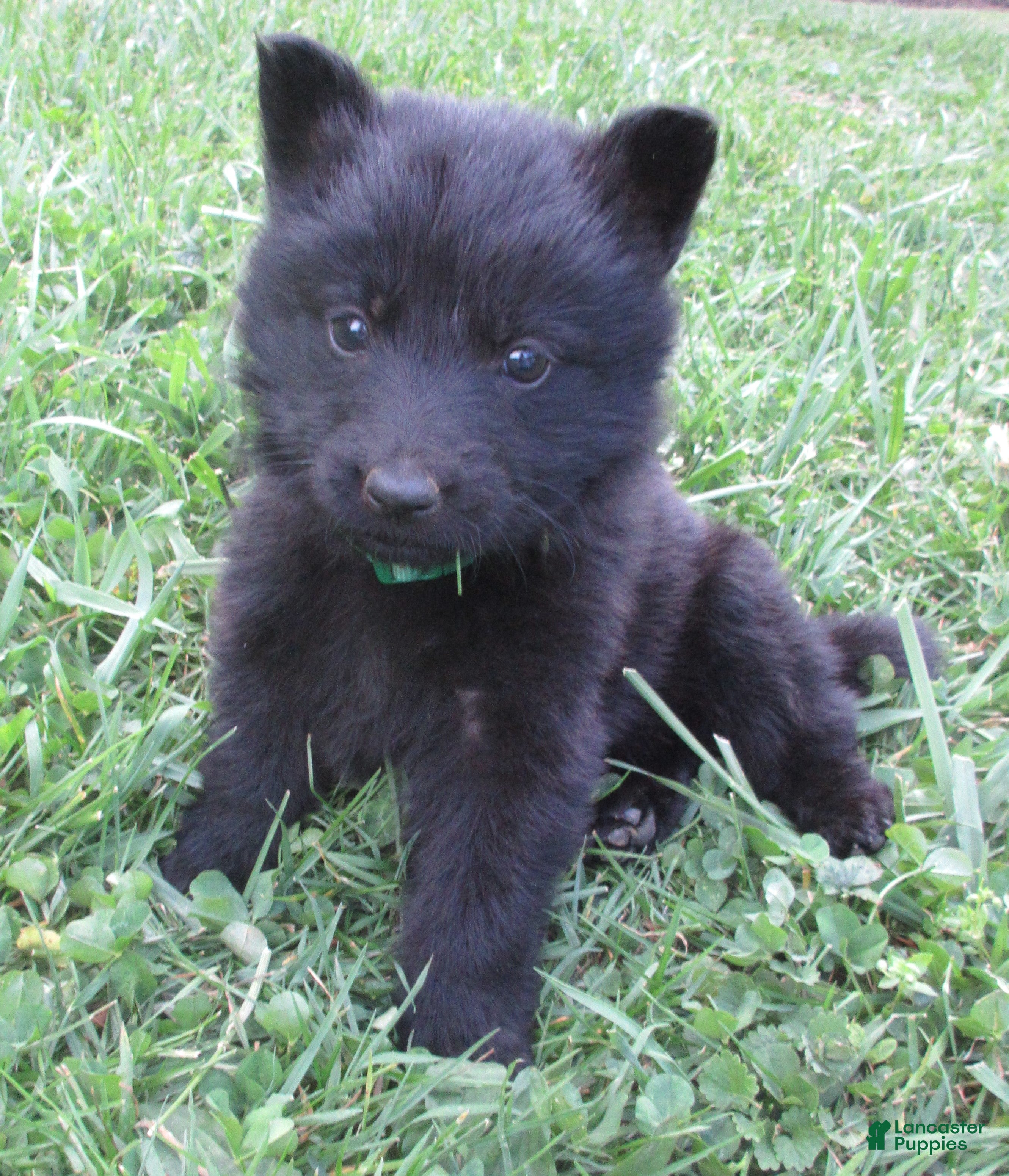 German Shepherd dogs Chief - Ad 1