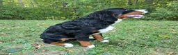 Bernese Mountain Dog dogs for sale: Bernese Mountain Dog 3 Arrow - Ad 2