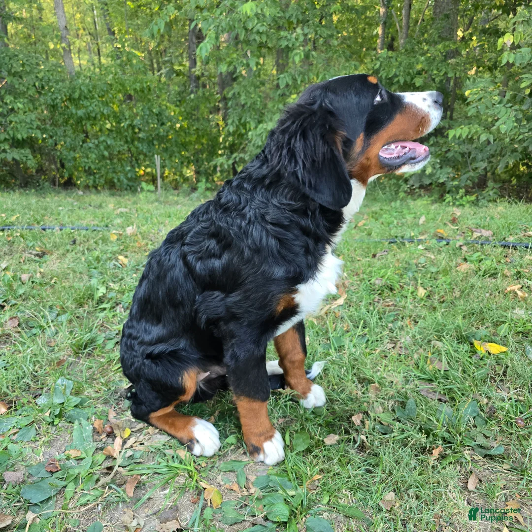 Bernese Mountain Dog dogs for sale: Bernese Mountain Dog 3 Arrow - Ad 2