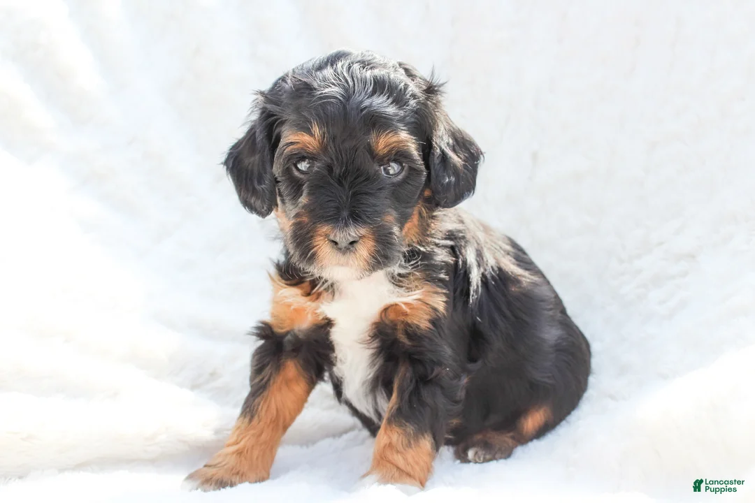 Mixed Breed dogs for sale: Levi - Ad 1