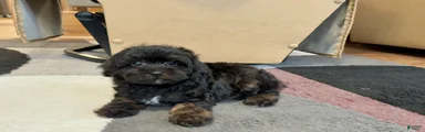 Havapoo Puppy 2