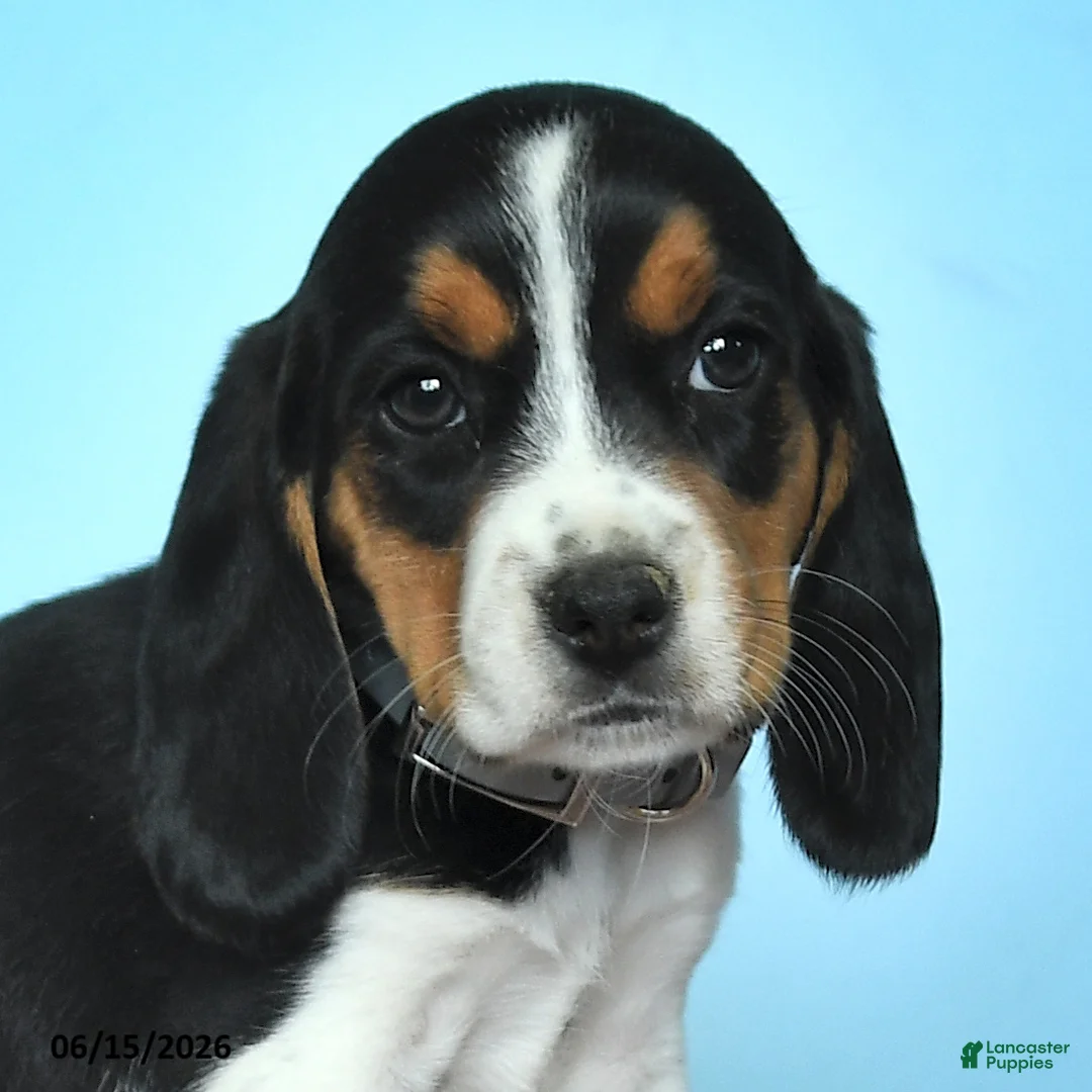 Beagle dogs for sale: Wanda - Ad 2