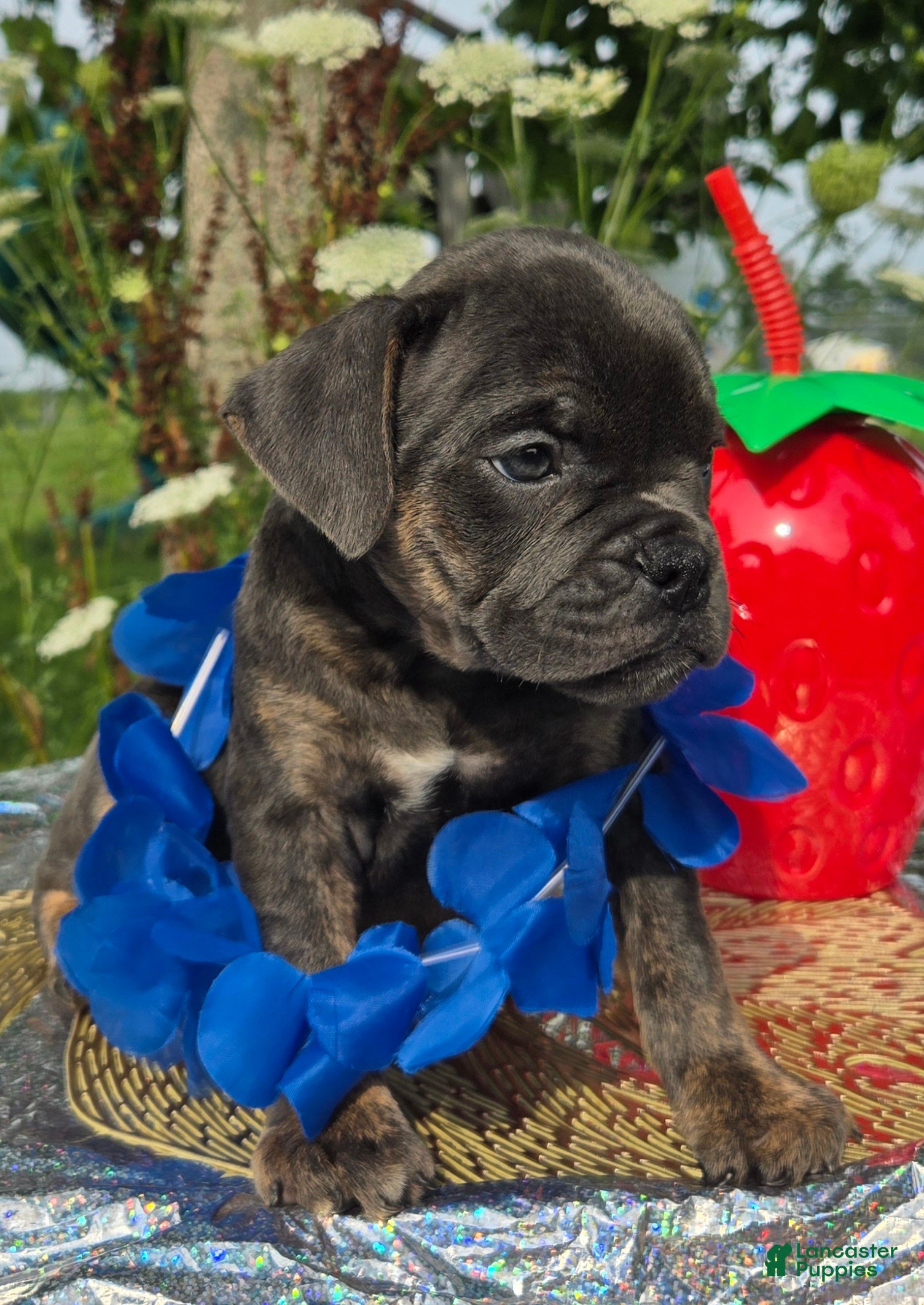 Olde English Bulldogge dogs Porter - Ad 2