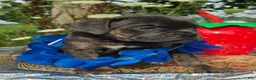 Olde English Bulldogge dogs for sale: Porter - Ad 2