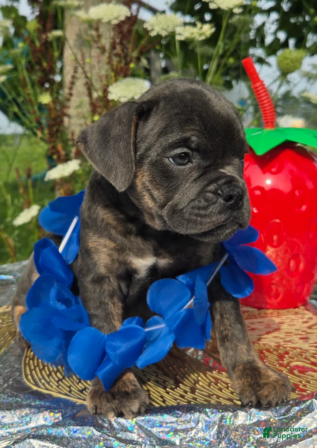 Olde English Bulldogge dogs for sale: Porter - Ad 2